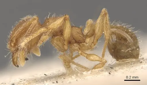 Pheidole termitobia specimen CASENT0908297 image casent0908297_3