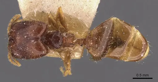 Pheidole termitophila specimen CASENT0907853 image casent0907853_1