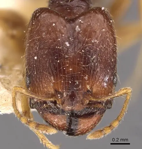 Pheidole termitophila specimen CASENT0907853 image casent0907853_2