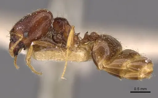 Pheidole termitophila specimen CASENT0907853 image casent0907853_3