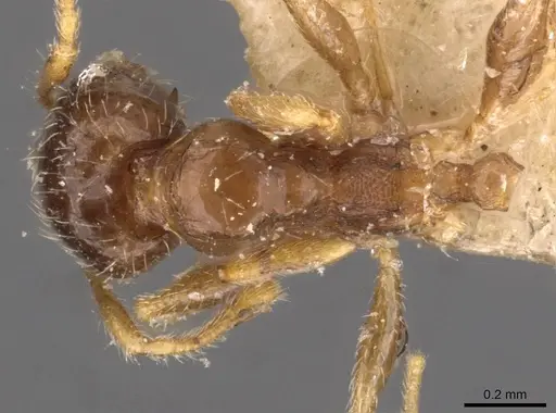 Pheidole termitophila specimen CASENT0907854 image casent0907854_1