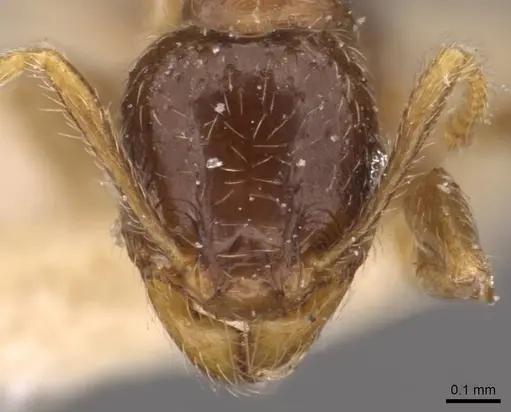 Pheidole termitophila specimen CASENT0907854 image casent0907854_2