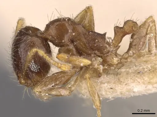 Pheidole termitophila specimen CASENT0907854 image casent0907854_3