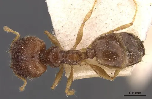 Pheidole termitophila specimen CASENT0907855 image casent0907855_1