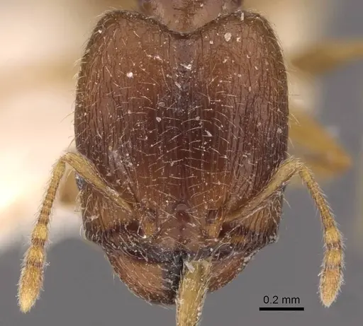 Pheidole termitophila specimen CASENT0907855 image casent0907855_2