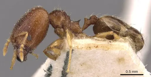 Pheidole termitophila specimen CASENT0907855 image casent0907855_3