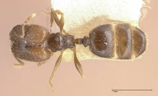 Pheidole termitophila specimen FOCOL0615 image focol0615_1