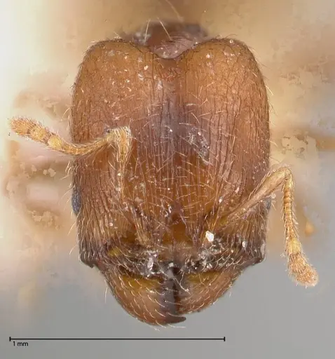 Pheidole termitophila specimen FOCOL0615 image focol0615_2