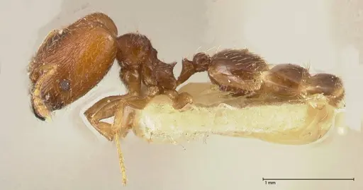 Pheidole termitophila specimen FOCOL0615 image focol0615_3