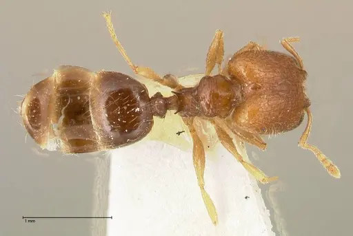 Pheidole termitophila specimen FOCOL0616 image focol0616_1