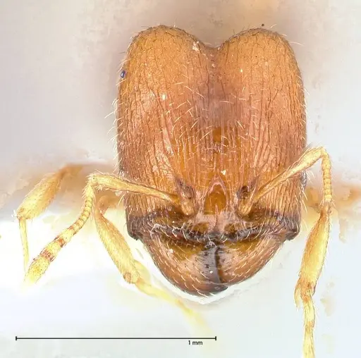 Pheidole termitophila specimen FOCOL0616 image focol0616_2