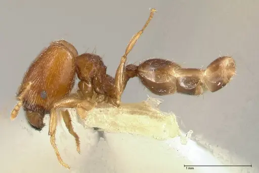 Pheidole termitophila specimen FOCOL0616 image focol0616_3