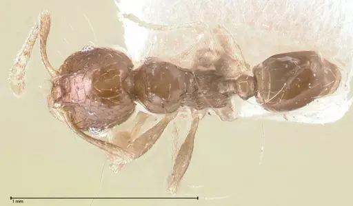 Pheidole termitophila specimen FOCOL0617 image focol0617_1