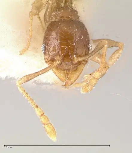Pheidole termitophila specimen FOCOL0617 image focol0617_2
