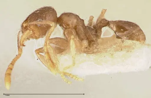 Pheidole termitophila specimen FOCOL0617 image focol0617_3