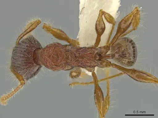 Pheidole terribilis specimen CASENT0645880 image casent0645880_1