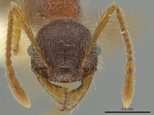 Pheidole terribilis specimen CASENT0645880 image casent0645880_2