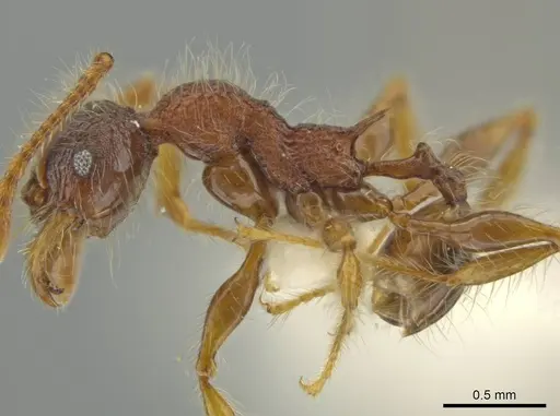 Pheidole terribilis specimen CASENT0645880 image casent0645880_3