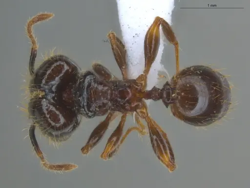 Pheidole terribilis specimen ECOFOG-KOT23-0079-13-S image ecofog-kot23-0079-13-s_1