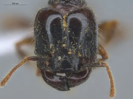 Pheidole terribilis specimen ECOFOG-KOT23-0079-13-S image ecofog-kot23-0079-13-s_2