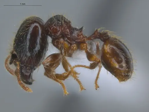 Pheidole terribilis specimen ECOFOG-KOT23-0079-13-S image ecofog-kot23-0079-13-s_3