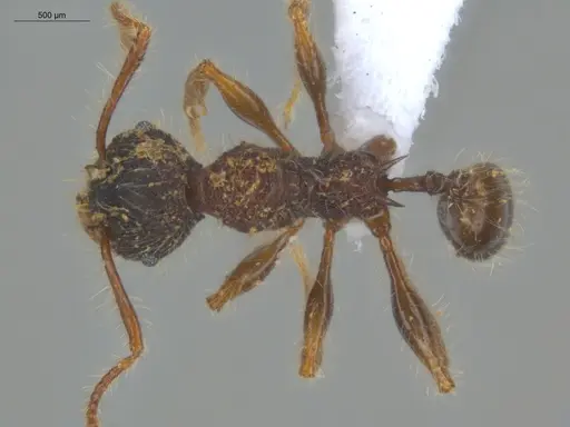 Pheidole terribilis specimen ECOFOG-KOT23-0079-13 image ecofog-kot23-0079-13_1