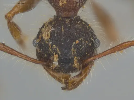 Pheidole terribilis specimen ECOFOG-KOT23-0079-13 image ecofog-kot23-0079-13_2