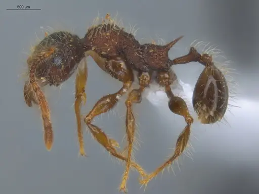Pheidole terribilis specimen ECOFOG-KOT23-0079-13 image ecofog-kot23-0079-13_3