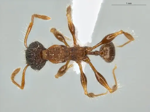 Pheidole terribilis specimen ECOFOG-MI15-0380-40 image ecofog-mi15-0380-40_1