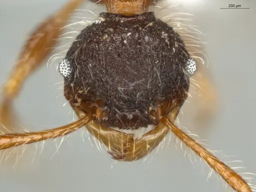 Pheidole terribilis specimen ECOFOG-MI15-0380-40 image ecofog-mi15-0380-40_2