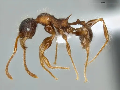 Pheidole terribilis specimen ECOFOG-MI15-0380-40 image ecofog-mi15-0380-40_3