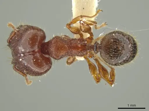 Pheidole terribilis specimen JTLC000016553 image jtlc000016553_1