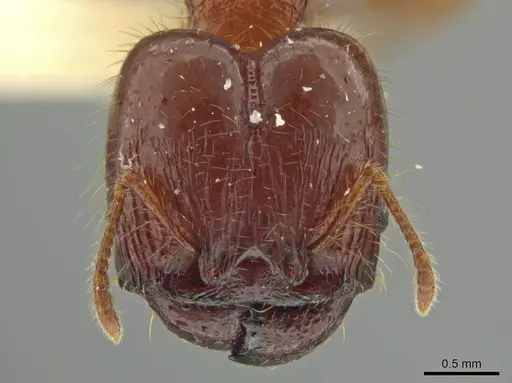 Pheidole terribilis specimen JTLC000016553 image jtlc000016553_2
