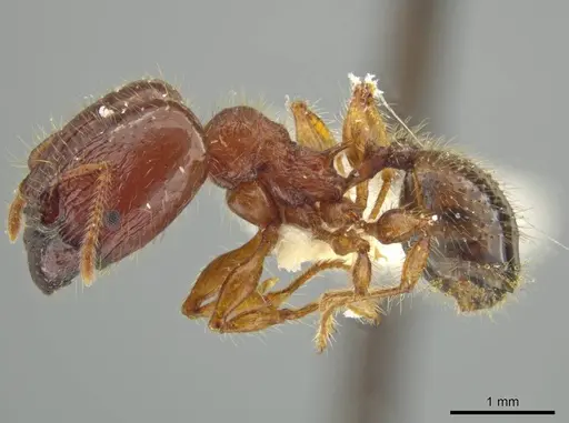 Pheidole terribilis specimen JTLC000016553 image jtlc000016553_3