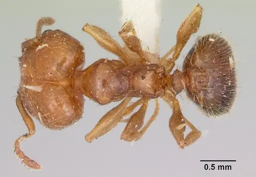 Pheidole tetra specimen CASENT0103153 image casent0103153_1