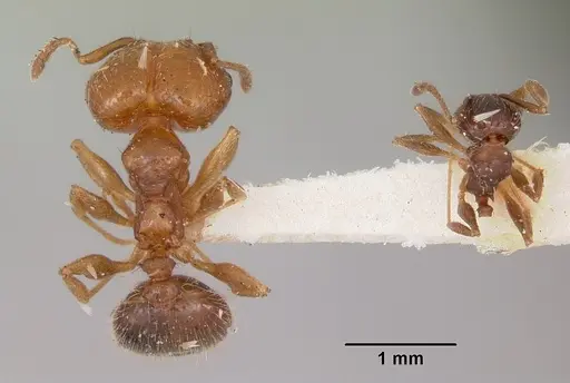 Pheidole tetra specimen CASENT0103153 image casent0103153_2