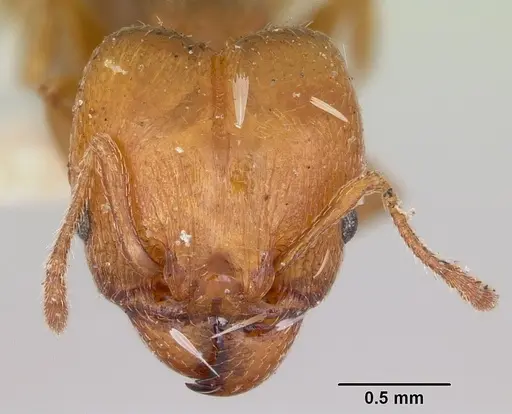 Pheidole tetra specimen CASENT0103153 image casent0103153_3