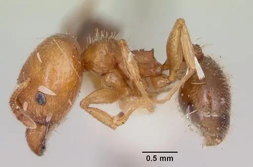 Pheidole tetra specimen CASENT0103153 image casent0103153_4