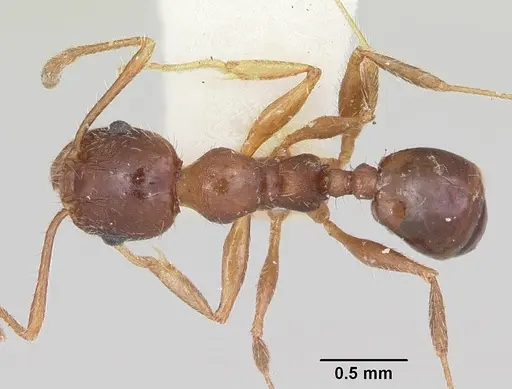 Pheidole tetra specimen CASENT0103154 image casent0103154_1