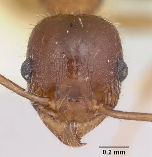 Pheidole tetra specimen CASENT0103154 image casent0103154_2