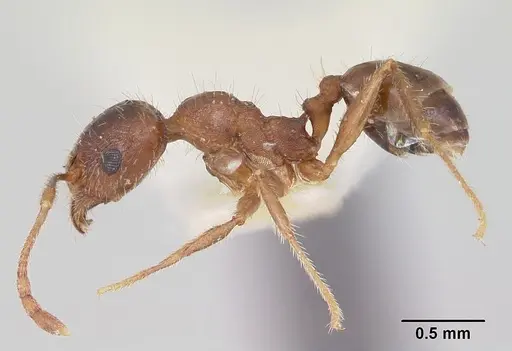Pheidole tetra specimen CASENT0103154 image casent0103154_3