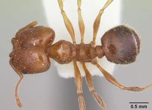 Pheidole tetra specimen CASENT0103155 image casent0103155_1