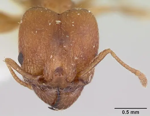 Pheidole tetra specimen CASENT0103155 image casent0103155_2