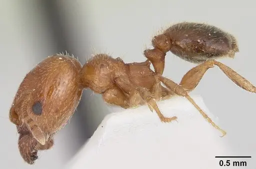 Pheidole tetra specimen CASENT0103155 image casent0103155_3
