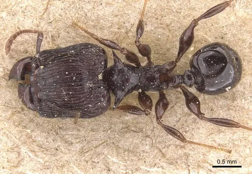 Pheidole tetracantha specimen CASENT0905764 image casent0905764_1