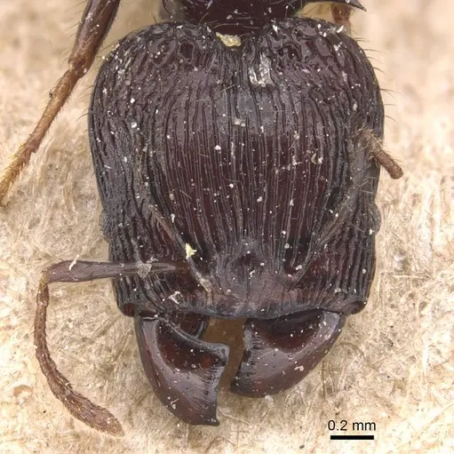 Pheidole tetracantha specimen CASENT0905764 image casent0905764_2