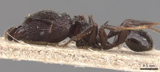 Pheidole tetracantha specimen CASENT0905764 image casent0905764_3