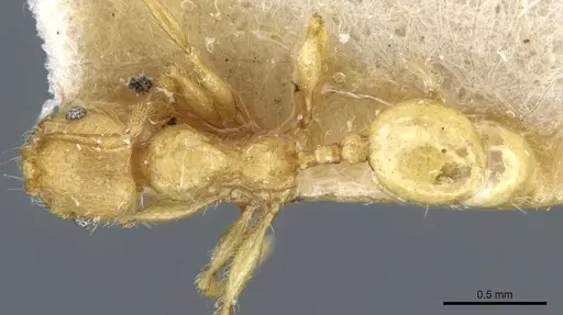 Pheidole tetrica specimen CASENT0904398 image casent0904398_1