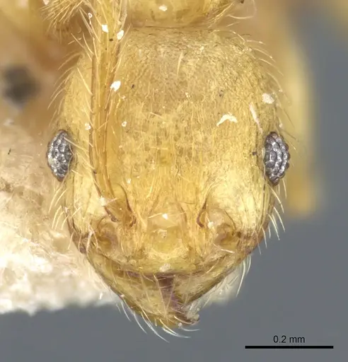 Pheidole tetrica specimen CASENT0904398 image casent0904398_2