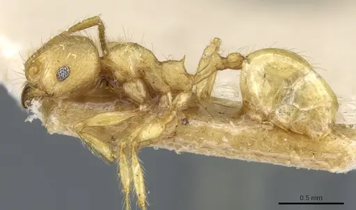 Pheidole tetrica specimen CASENT0904398 image casent0904398_3
